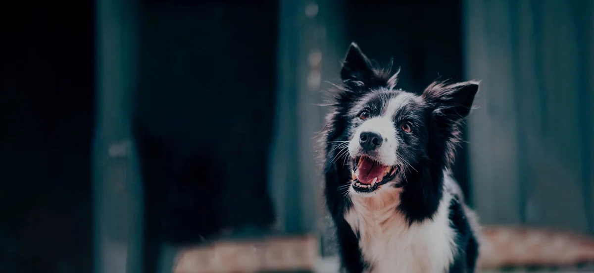 The Fluffy Pets — Premium Pet Store Pakistan